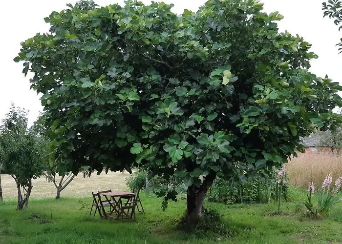 Hébergement de vacances La Casa Del Tio Antonio *